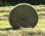 (image for) Hay